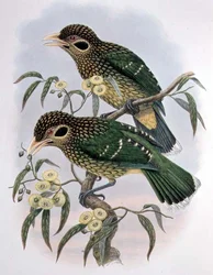 Gefleckter oder Schwarzohr-Ailuroedus Melanotis - Paradiesvogel